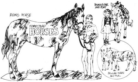 Buying Horses: A Herdsman's Handbook for the Modern Homesteader Image